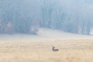 Chevrette sous la pluie